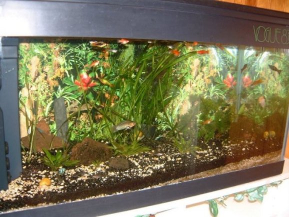 La séduction est un atout dans un grand aquarium...