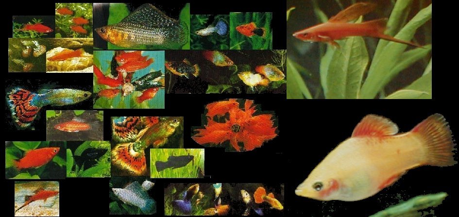 Les plantes d'aquarium pour poissons vivipares