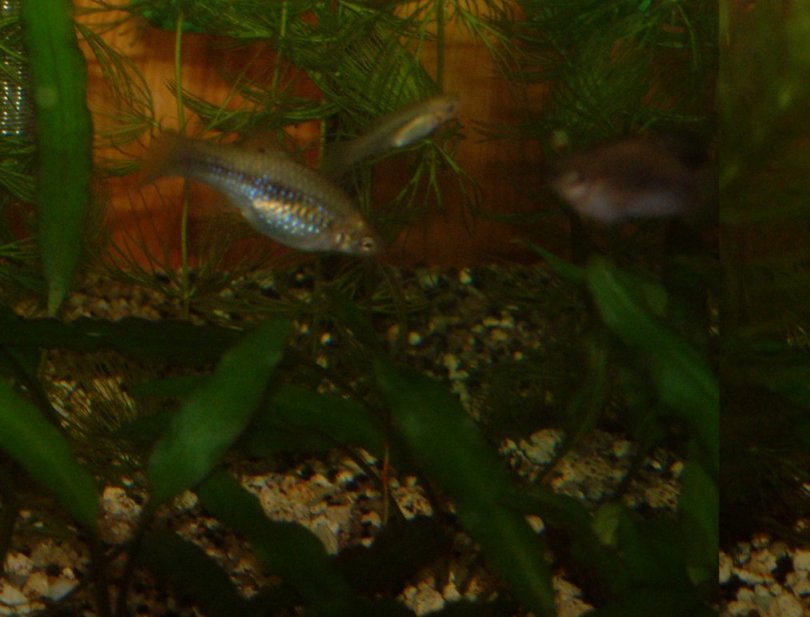 Femelle