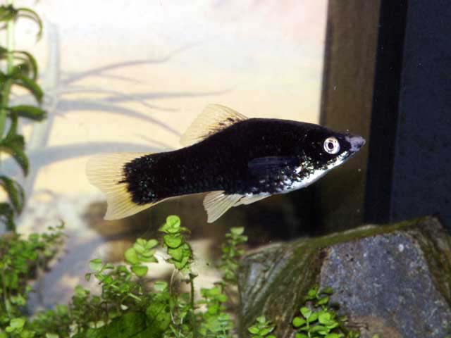 X. helleri